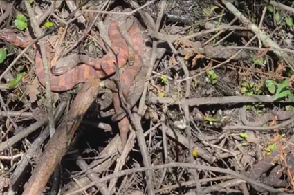 Georgia runners encounter dozens of snakes on a popular trail: 'Never seen this many’