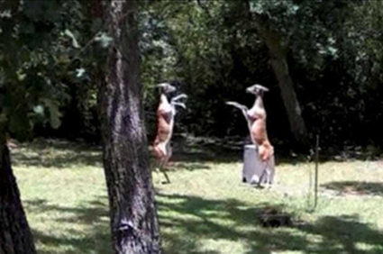 Deer caught boxing each other on Texas homeowner's security camera