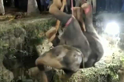 Elephant Rescued from Well in Crazy Video