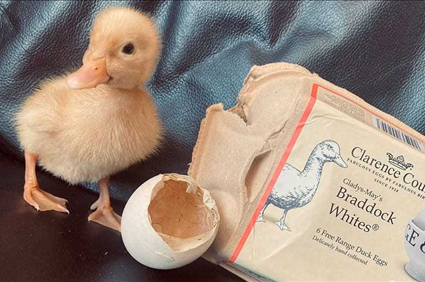 Duck hatches from free-range egg woman bought from grocery store