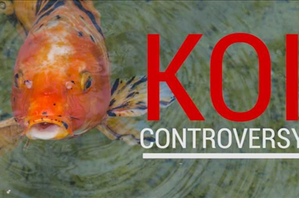 Anti-Trump media makes up fake story about overfeeding fish at Japanese koi pond