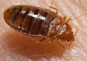 Bed Bug Fumigation Treat Bed Bugs St Petersburg Spring Hill