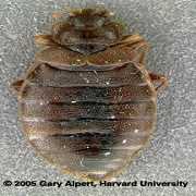 Pest Control Fumigation Bed Bug Experts Serving St. Petersburg to Spring Hill Florida